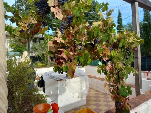 Chez Faustino